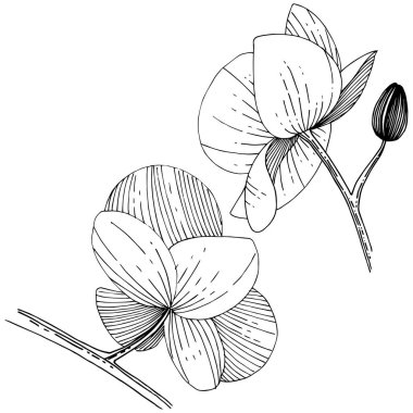 İzole bir vektör tarzı orkide çiçek.