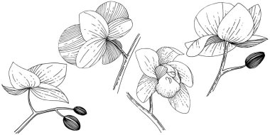 İzole bir vektör tarzı orkide çiçek.