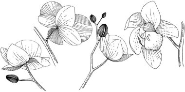 İzole bir vektör tarzı orkide çiçek.