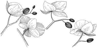 İzole bir vektör tarzı orkide çiçek.