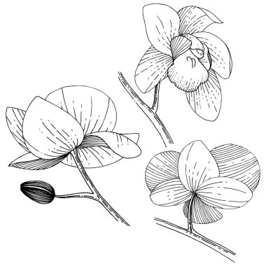 İzole bir vektör tarzı orkide çiçek.