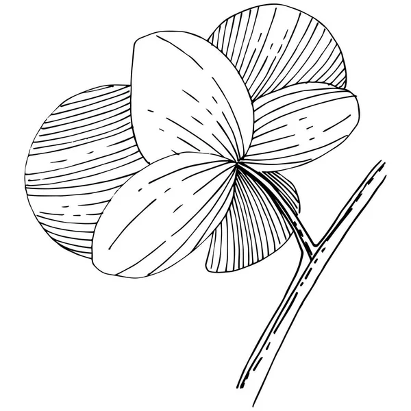 Fiore del Orchid in uno stile vettoriale isolato . — Vettoriale Stock