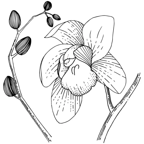 Fiore del Orchid in uno stile vettoriale isolato . — Vettoriale Stock