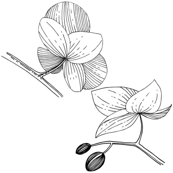 Fleurs d'orchidée dans un style vectoriel isolé . — Image vectorielle