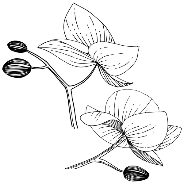 Fleurs d'orchidée dans un style vectoriel isolé . — Image vectorielle