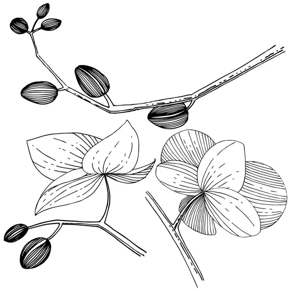 Flor de orquídea en un estilo vectorial aislado . — Archivo Imágenes Vectoriales