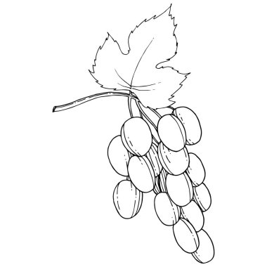 Vektör üzüm sağlıklı gıda izole bir suluboya tarzında.