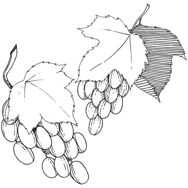 Vektör üzüm sağlıklı gıda izole bir suluboya tarzında.