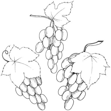 Vektör üzüm sağlıklı gıda izole bir suluboya tarzında.