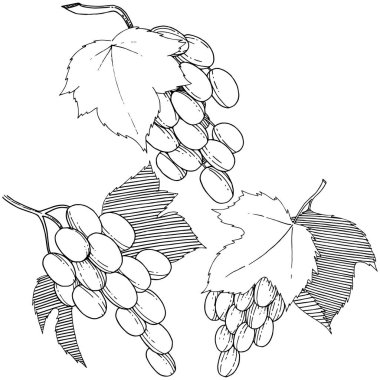 Vektör üzüm sağlıklı gıda izole bir suluboya tarzında.