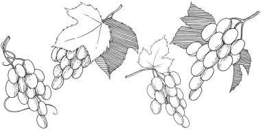 Vektör üzüm sağlıklı gıda izole bir suluboya tarzında.