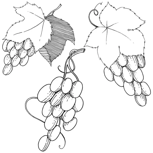 Vector de uvas alimentos saludables en un estilo de acuarela aislado . — Vector de stock