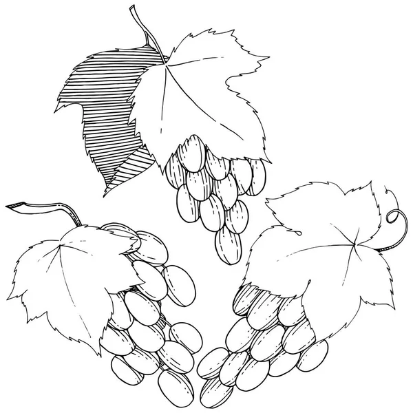 Vector de uvas alimentos saludables en un estilo de acuarela aislado . — Vector de stock