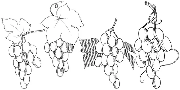 Vector de uvas alimentos saludables en un estilo de acuarela aislado . — Archivo Imágenes Vectoriales