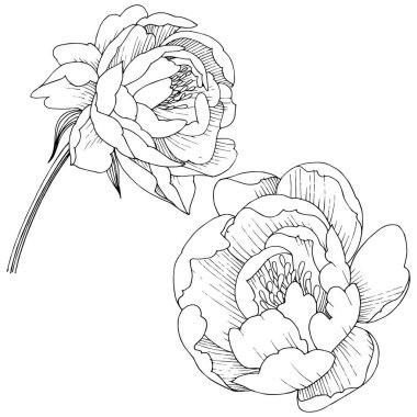 Şakayık Çiçeği izole bir vektör tarzı.