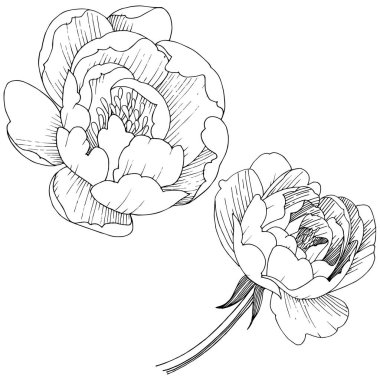 Şakayık Çiçeği izole bir vektör tarzı.