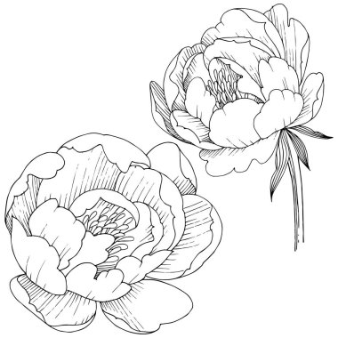 Şakayık Çiçeği izole bir vektör tarzı.