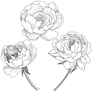 Şakayık Çiçeği izole bir vektör tarzı.