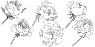 Şakayık Çiçeği izole bir vektör tarzı.