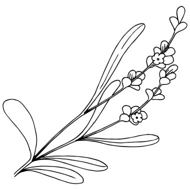 İzole bir vektör tarzda lavanta çiçeği.