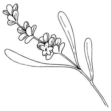 Lavanta çiçeği izole bir vektör tarzı. Bitki tam adı: lavanta. Arka plan, doku, sarıcı desen, çerçeve veya kenarlık için vektör çiçek.