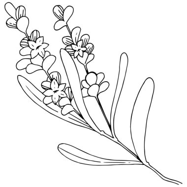 İzole bir vektör tarzda lavanta çiçeği.