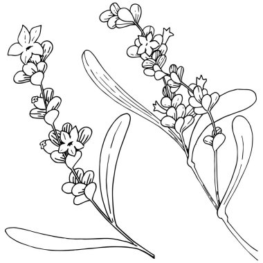 İzole bir vektör tarzda lavanta çiçeği.