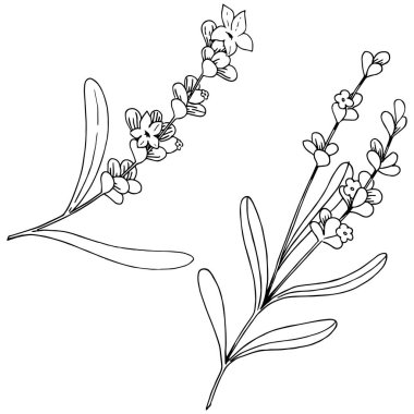 İzole bir vektör tarzda lavanta çiçeği.