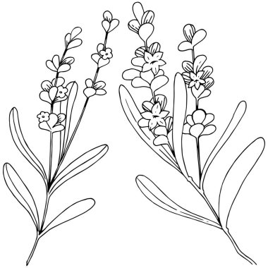 İzole bir vektör tarzda lavanta çiçeği.