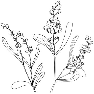 İzole bir vektör tarzda lavanta çiçeği.