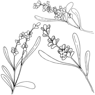 İzole bir vektör tarzda lavanta çiçeği.