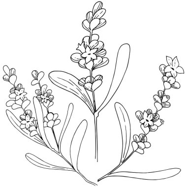 İzole bir vektör tarzda lavanta çiçeği.