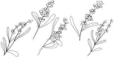 Lavanta çiçeği izole bir vektör tarzı. Bitki tam adı: lavanta. Arka plan, doku, sarıcı desen, çerçeve veya kenarlık için vektör çiçek.