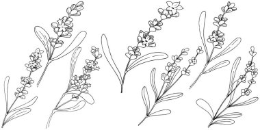 İzole bir vektör tarzda lavanta çiçeği.