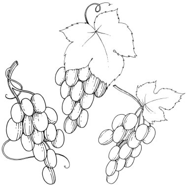 Vektör üzüm sağlıklı gıda izole bir suluboya tarzında.