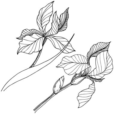 Kır çiçeği süsen izole bir vektör tarzı.