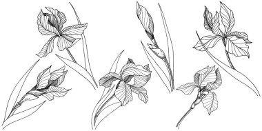 Kır çiçeği süsen izole bir vektör tarzı.