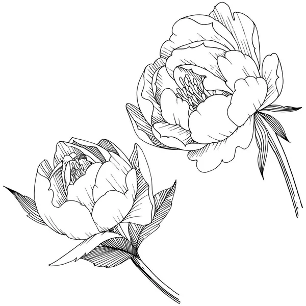 Peonía flor en un estilo vectorial aislado . — Archivo Imágenes Vectoriales