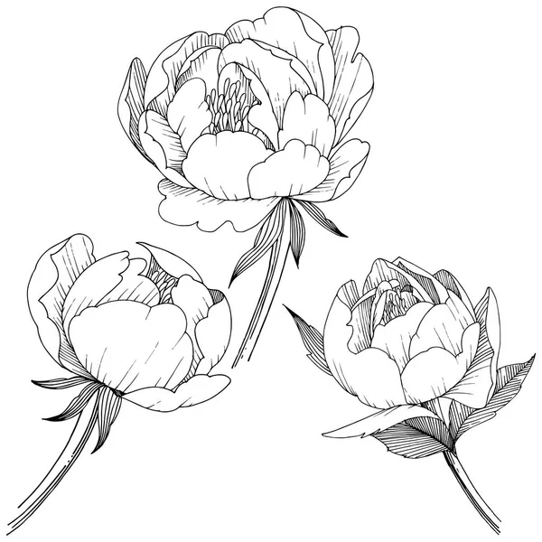 Fleur de pivoine dans un style vectoriel isolé . — Image vectorielle