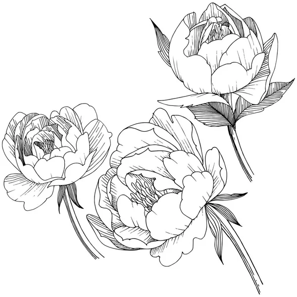 Fleur de pivoine dans un style vectoriel isolé . — Image vectorielle