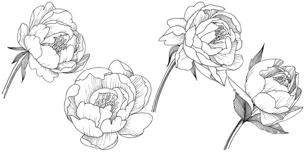 Fleur de pivoine dans un style vectoriel isolé . — Image vectorielle