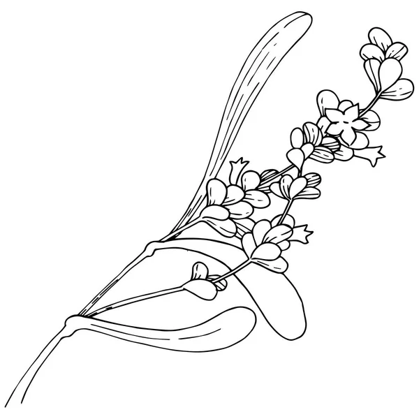 Levandulový květ ve stylu vektor, samostatný. — Stockový vektor