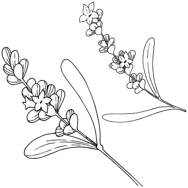 Levandulový květ ve stylu vektor, samostatný. — Stockový vektor