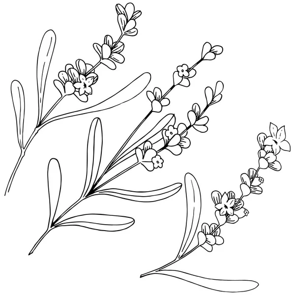 Квітка лаванди в векторному стилі ізольована . — стоковий вектор