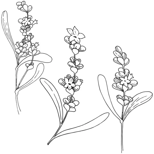 Lavendel flower i vektor stil isolerade. — Stock vektor