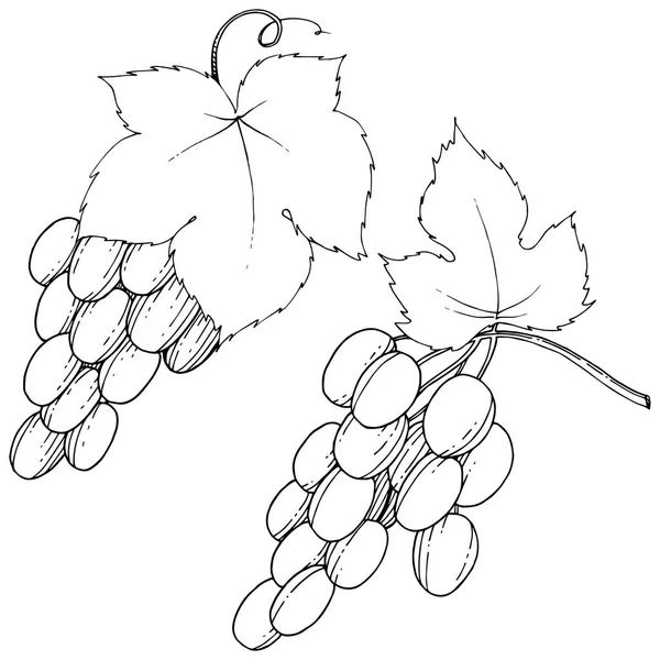 Векторный виноград здоровое питание в акварельном стиле изолированы . — стоковый вектор