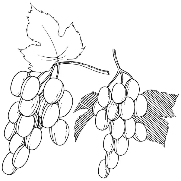 Wektor winogron zdrowe jedzenie w stylu przypominającym akwarele na białym tle. — Wektor stockowy
