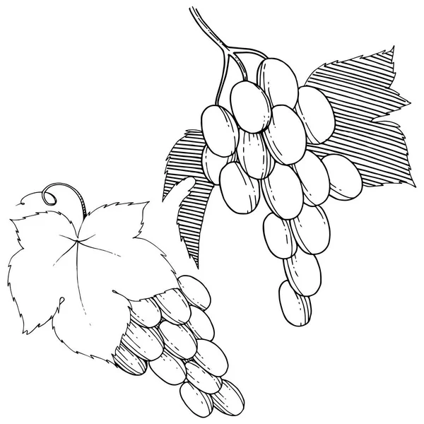 Векторний виноград здорової їжі в акварельному стилі ізольовані . — стоковий вектор