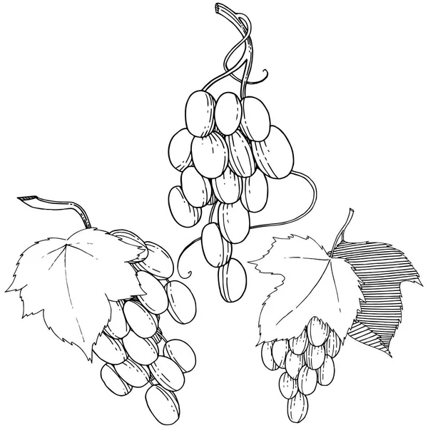 Vector de uvas alimentos saludables en un estilo de acuarela aislado . — Vector de stock