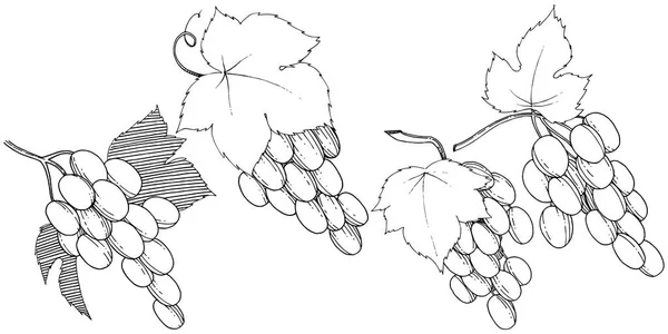 Raisins vecteurs aliments sains dans un style aquarelle isolé . — Image vectorielle